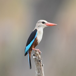 Great Headed Kingfisher